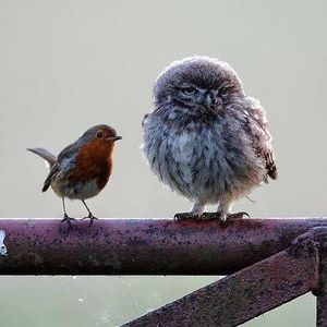 Meet your Posher, Donna